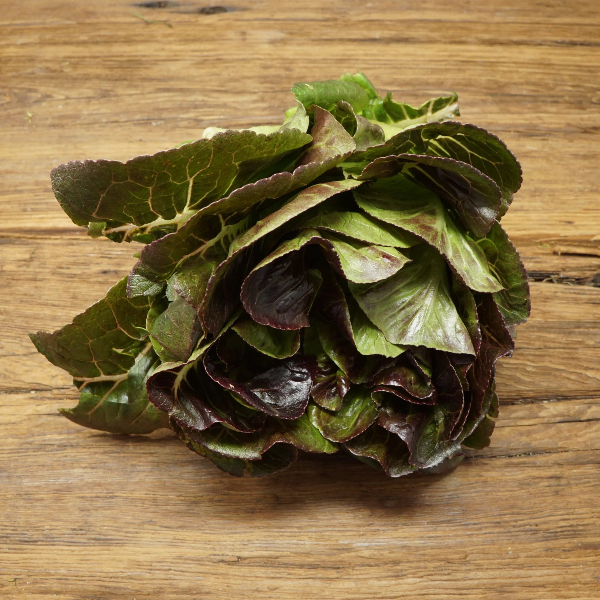 Romaine Lettuce, Red