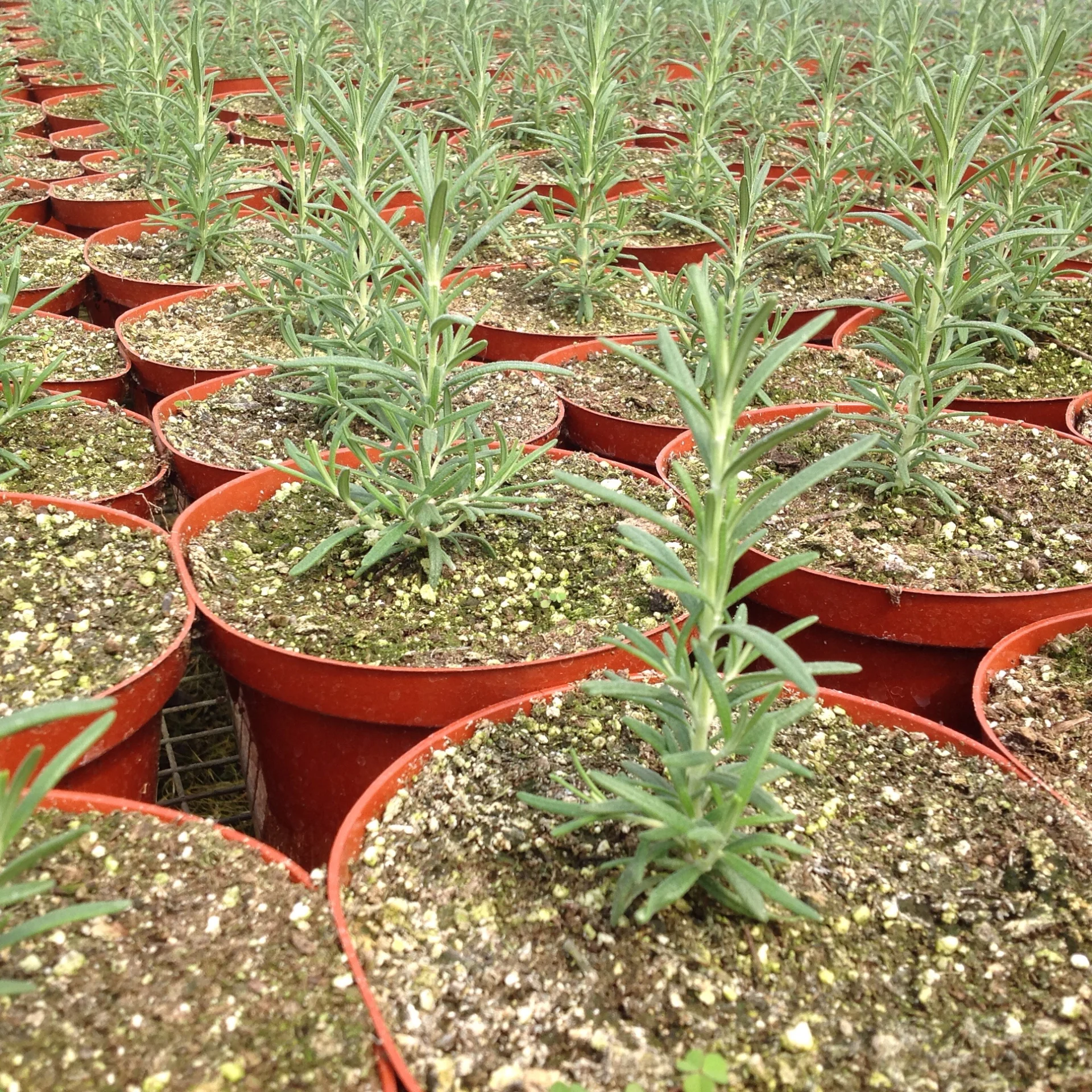 Rosemary
