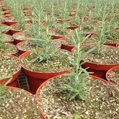 Rosemary
