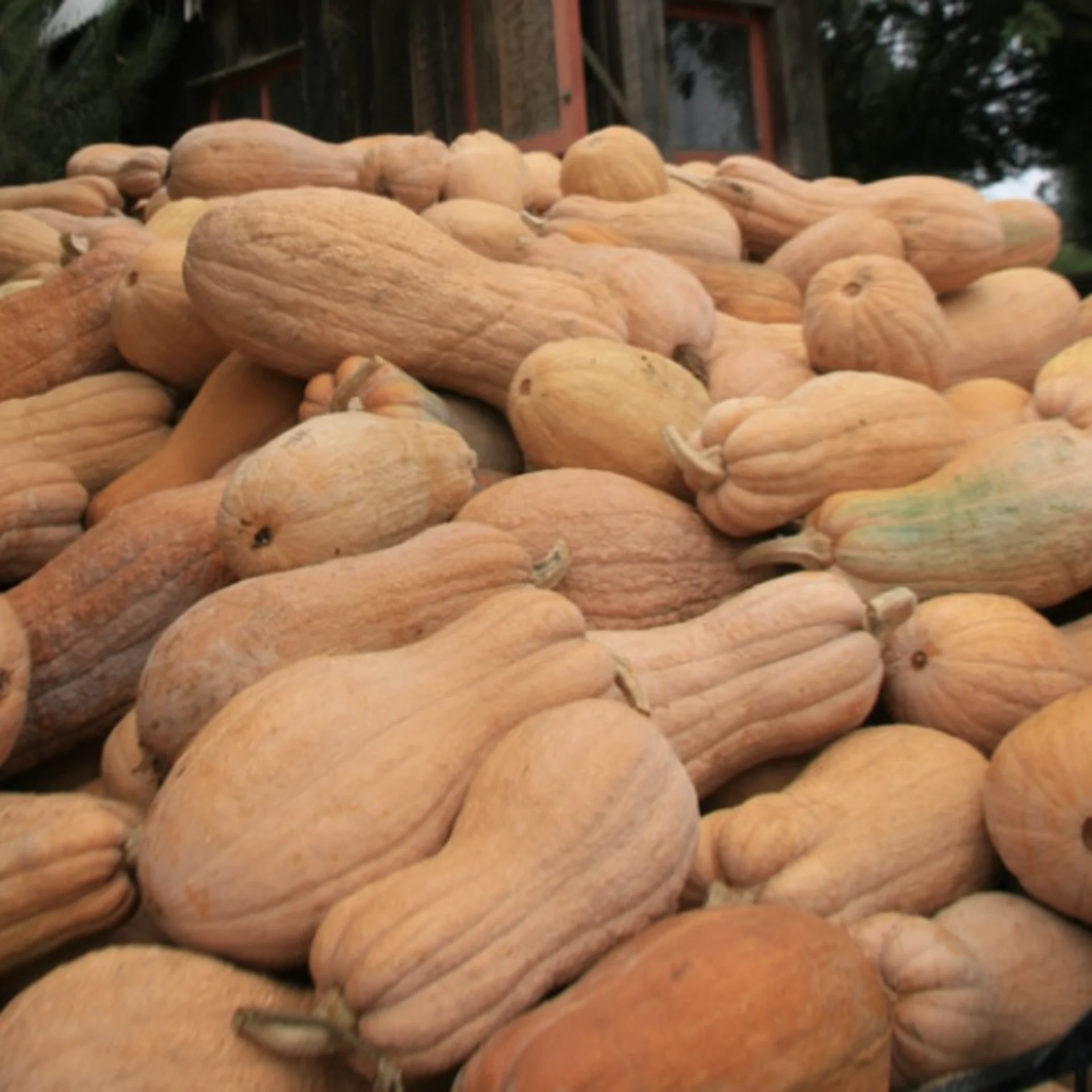 Rugosa Butternut