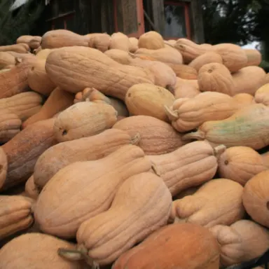 Rugosa Butternut