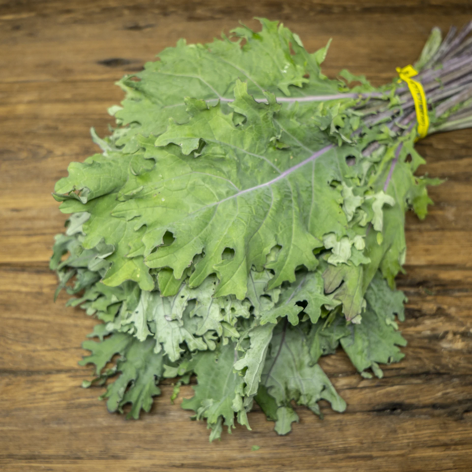 Kale, Red Russian