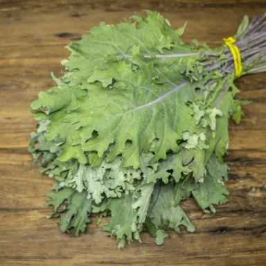 Kale, Red Russian