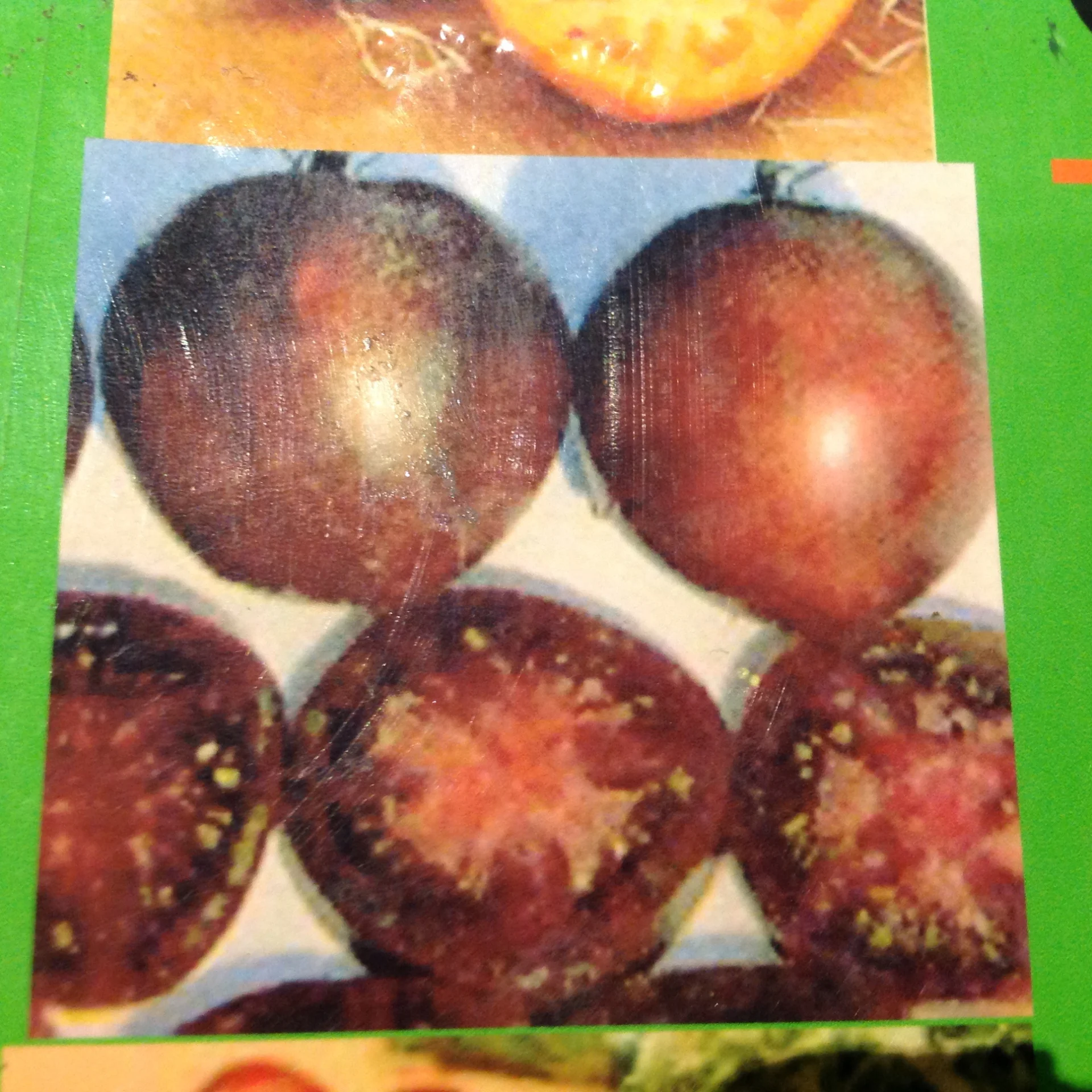 Russian Plum