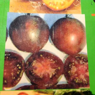 Russian Plum