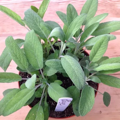 Sage