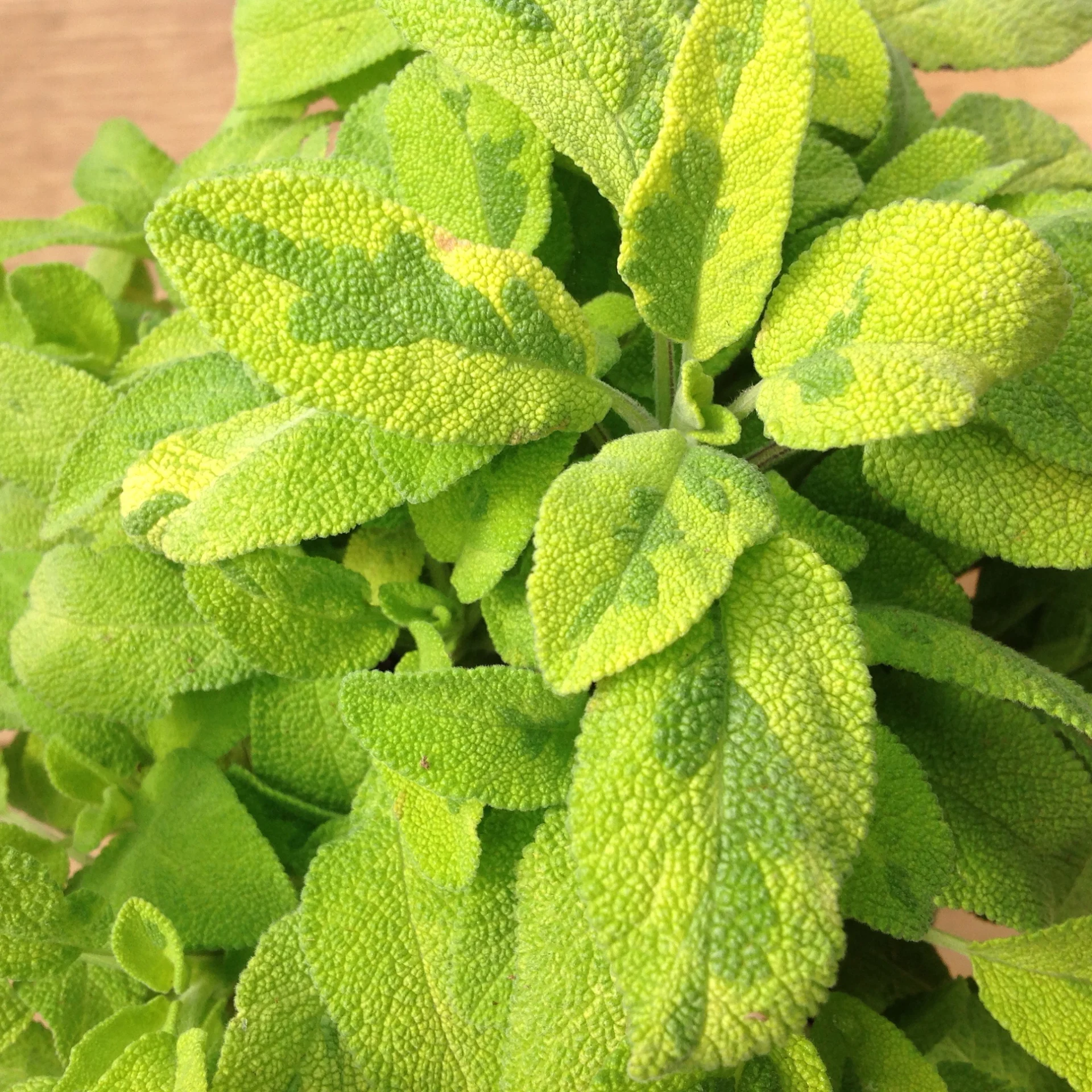 Sage- Golden
