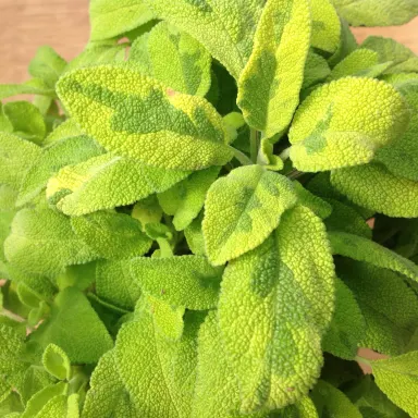 Sage- Golden