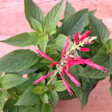 Sage- Pineapple