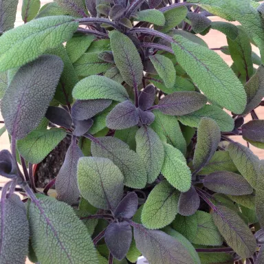 Sage- Purple