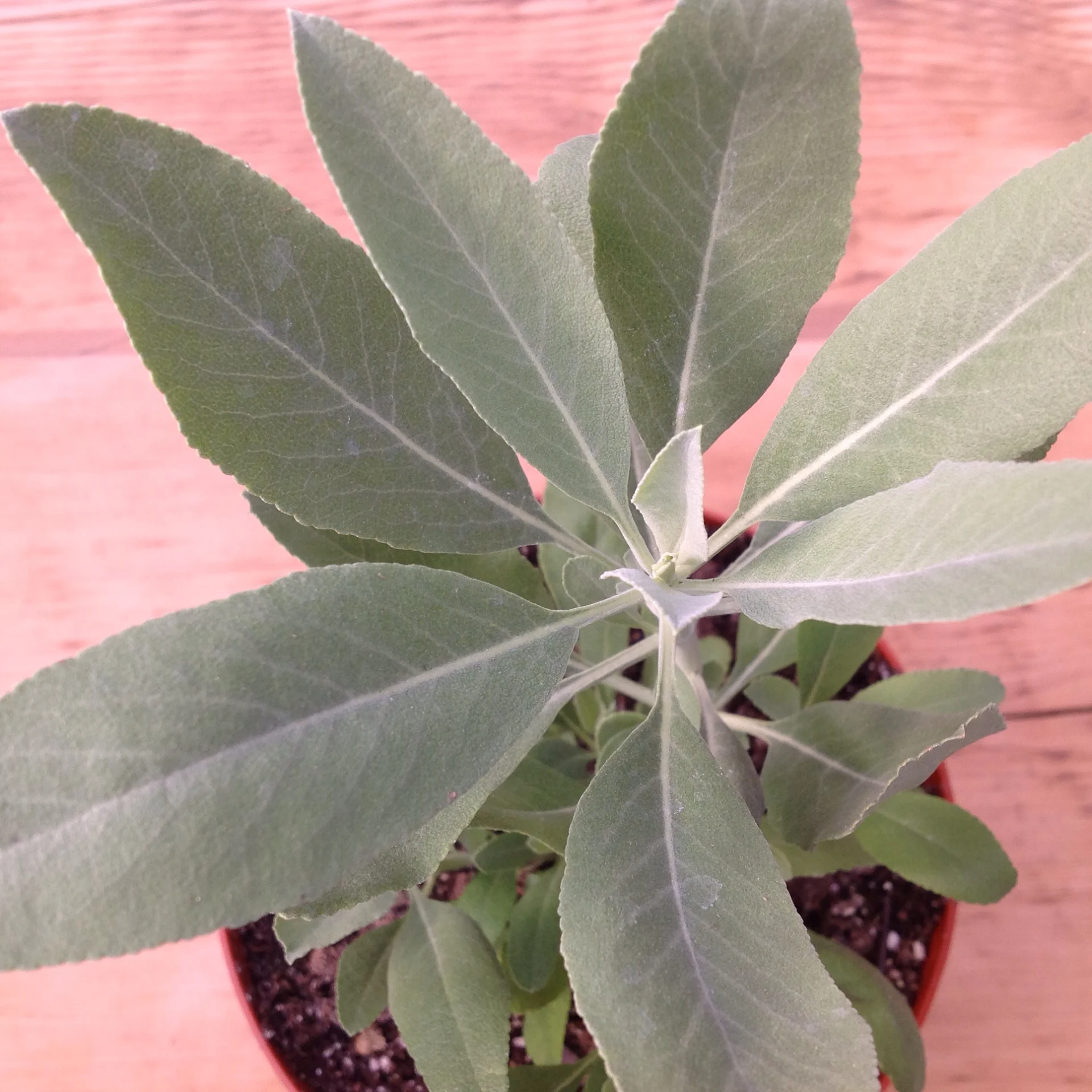Sage- White