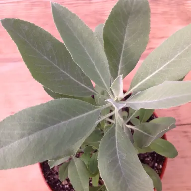 Sage- White