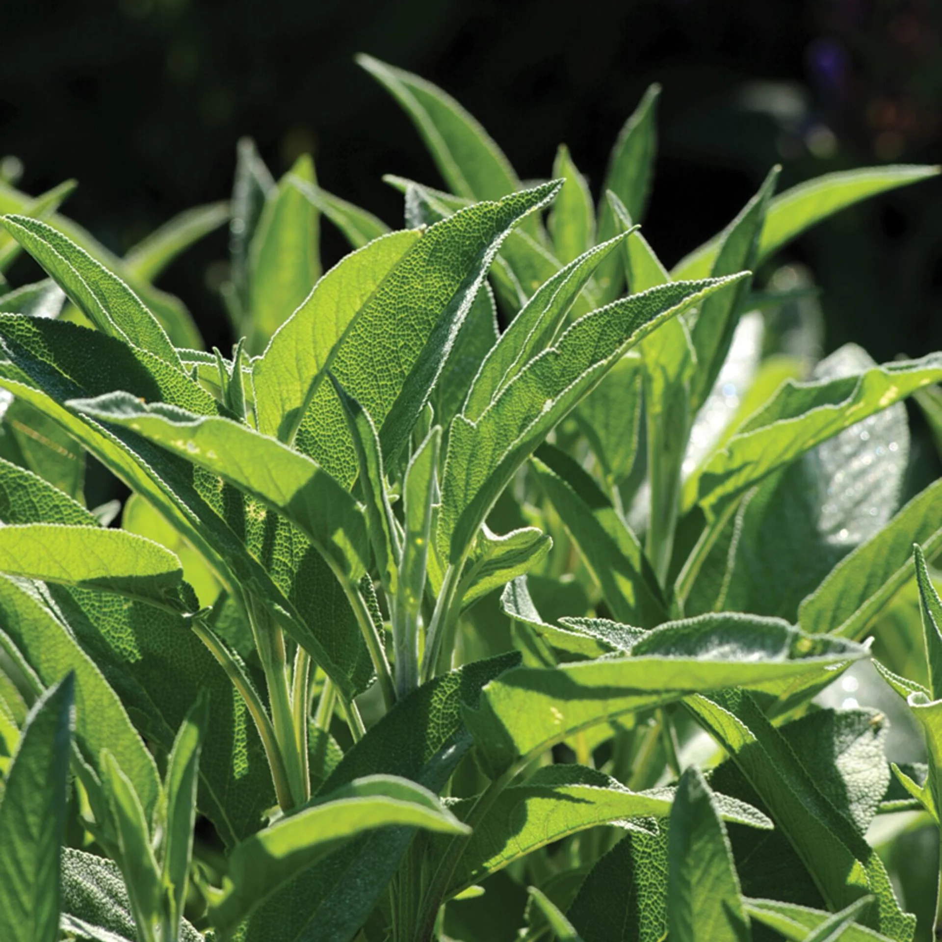 Sage