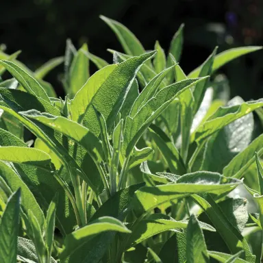 Sage