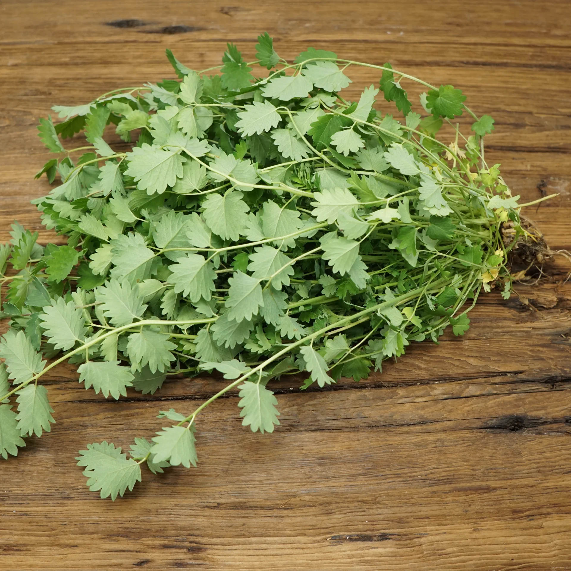 Salad Burnet