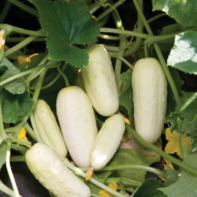Salt & Pepper (White Pickle Cuke)