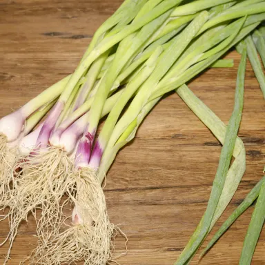 Scallions, Negi (Nabechan), Red