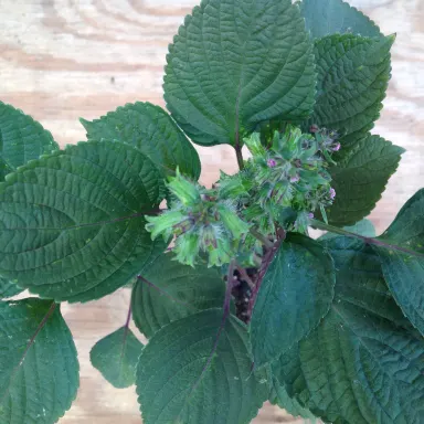 Shiso