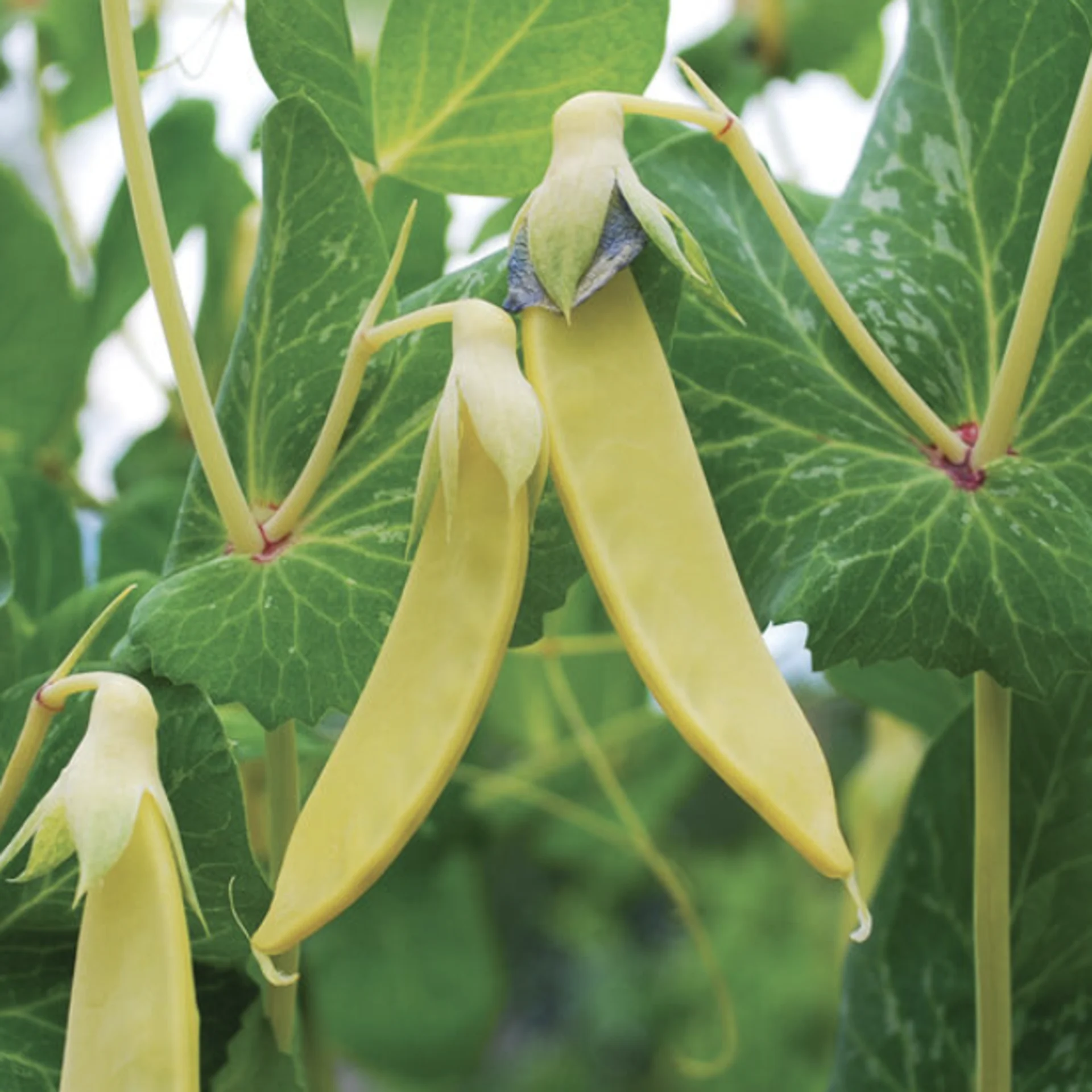 Snow peas, Yellow