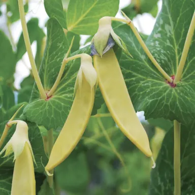 Snow peas, Yellow
