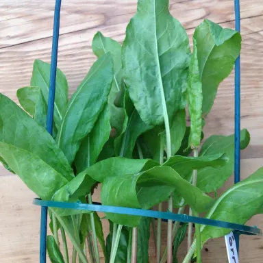 Sorrel- French