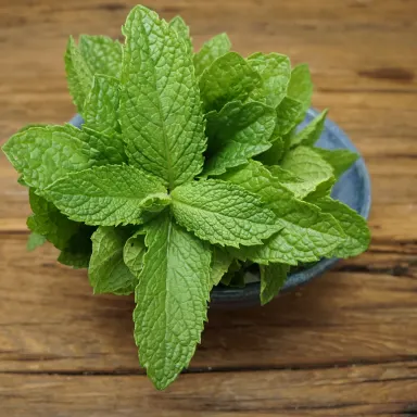 Spearmint