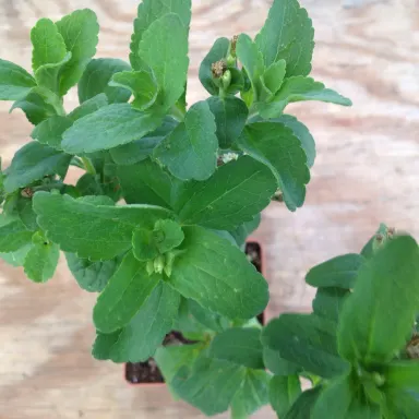 Stevia
