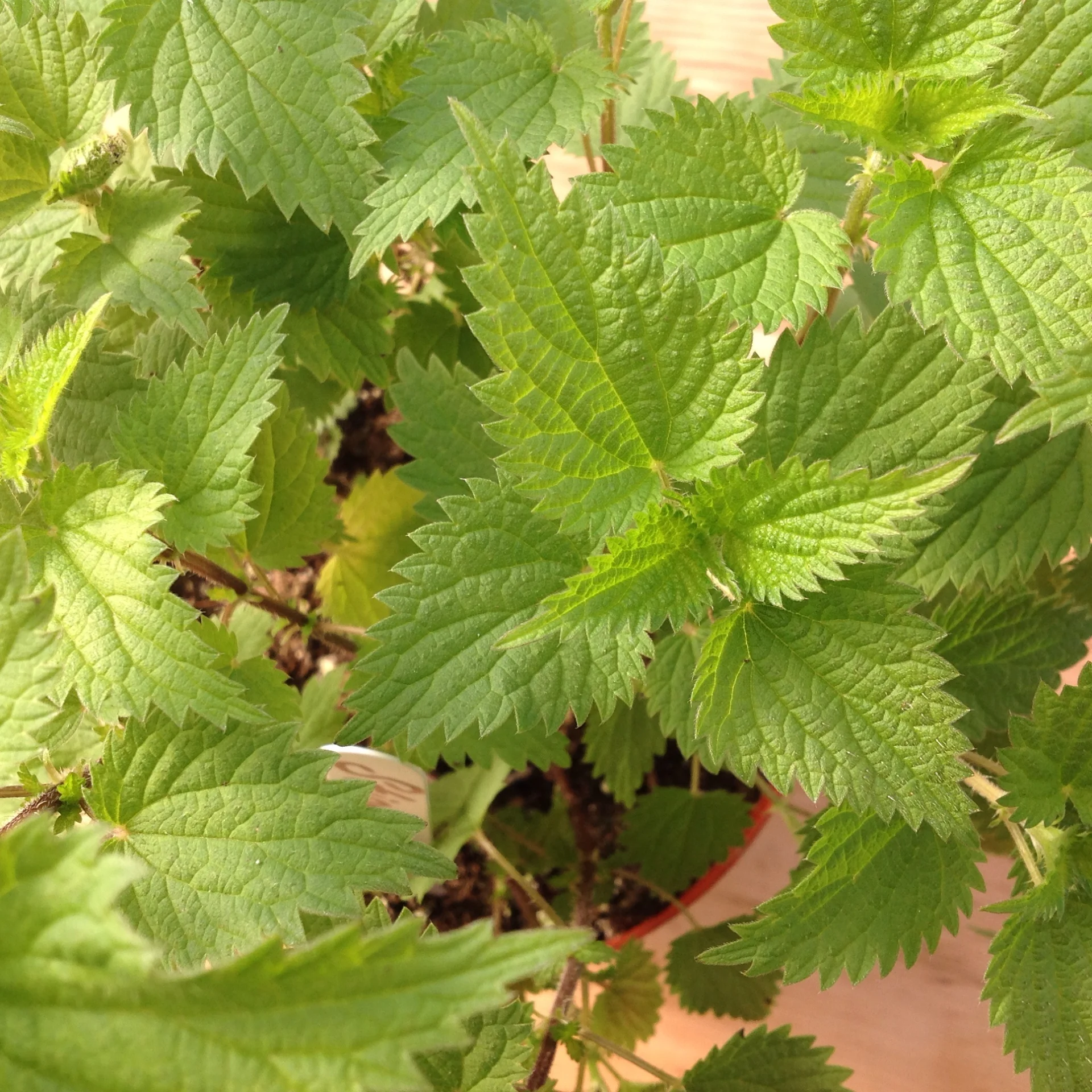 Stinging Nettle