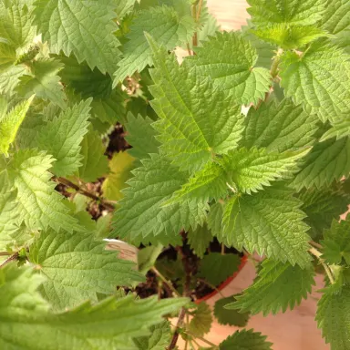 Stinging Nettle