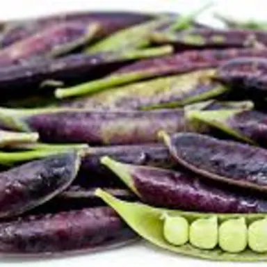 Sugar Snap, Purple