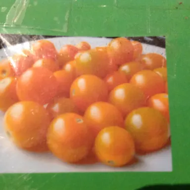 Sun Gold