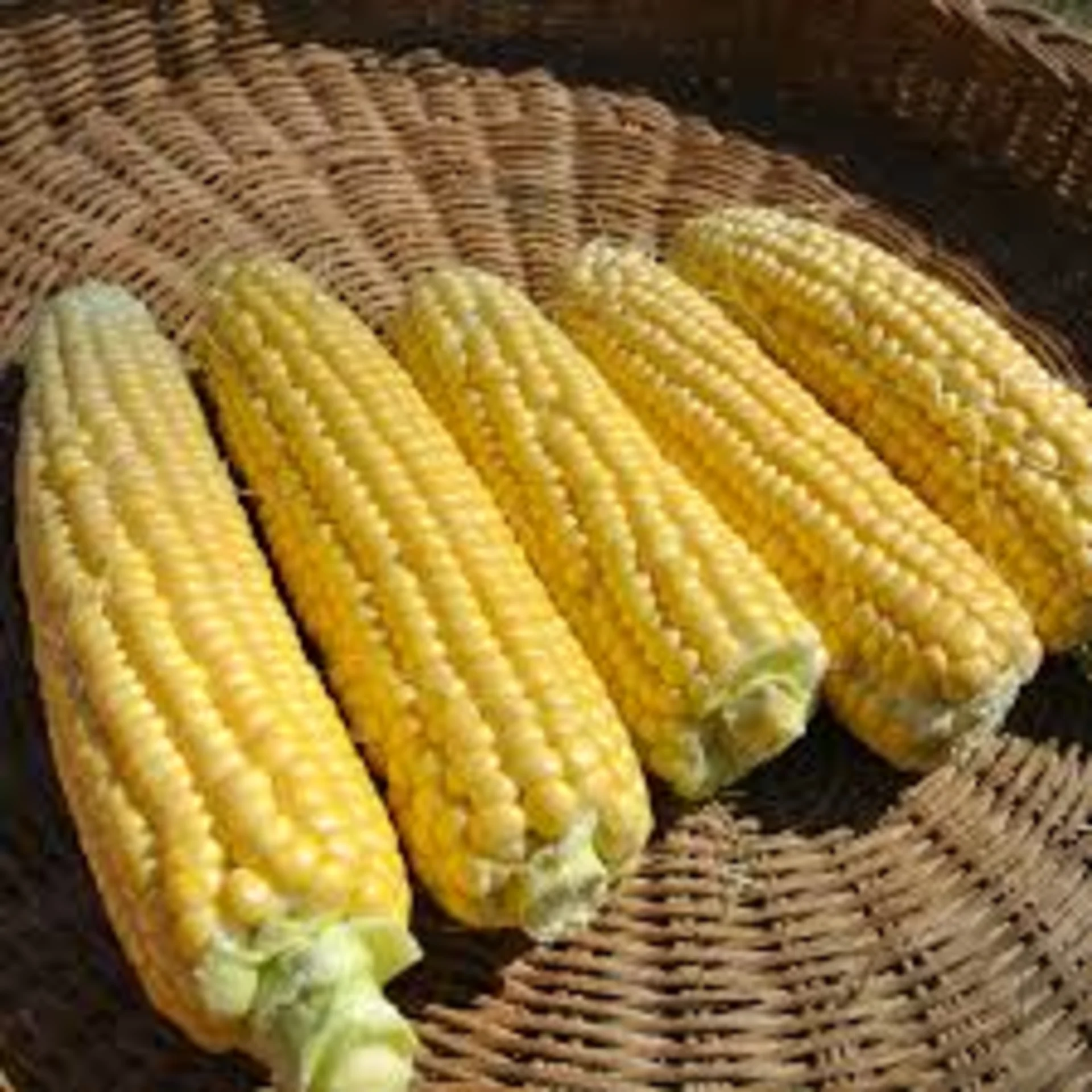 Super Sweet Corn