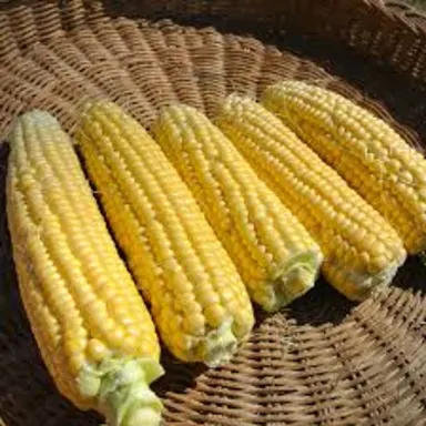 Super Sweet Corn
