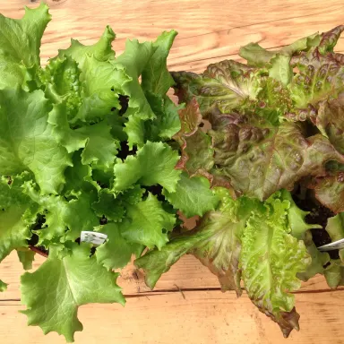 Potted Lettuce