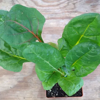 Swiss Chard