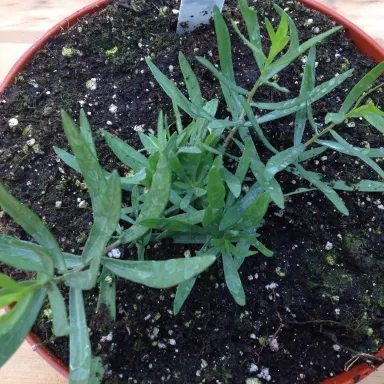 Tarragon- French