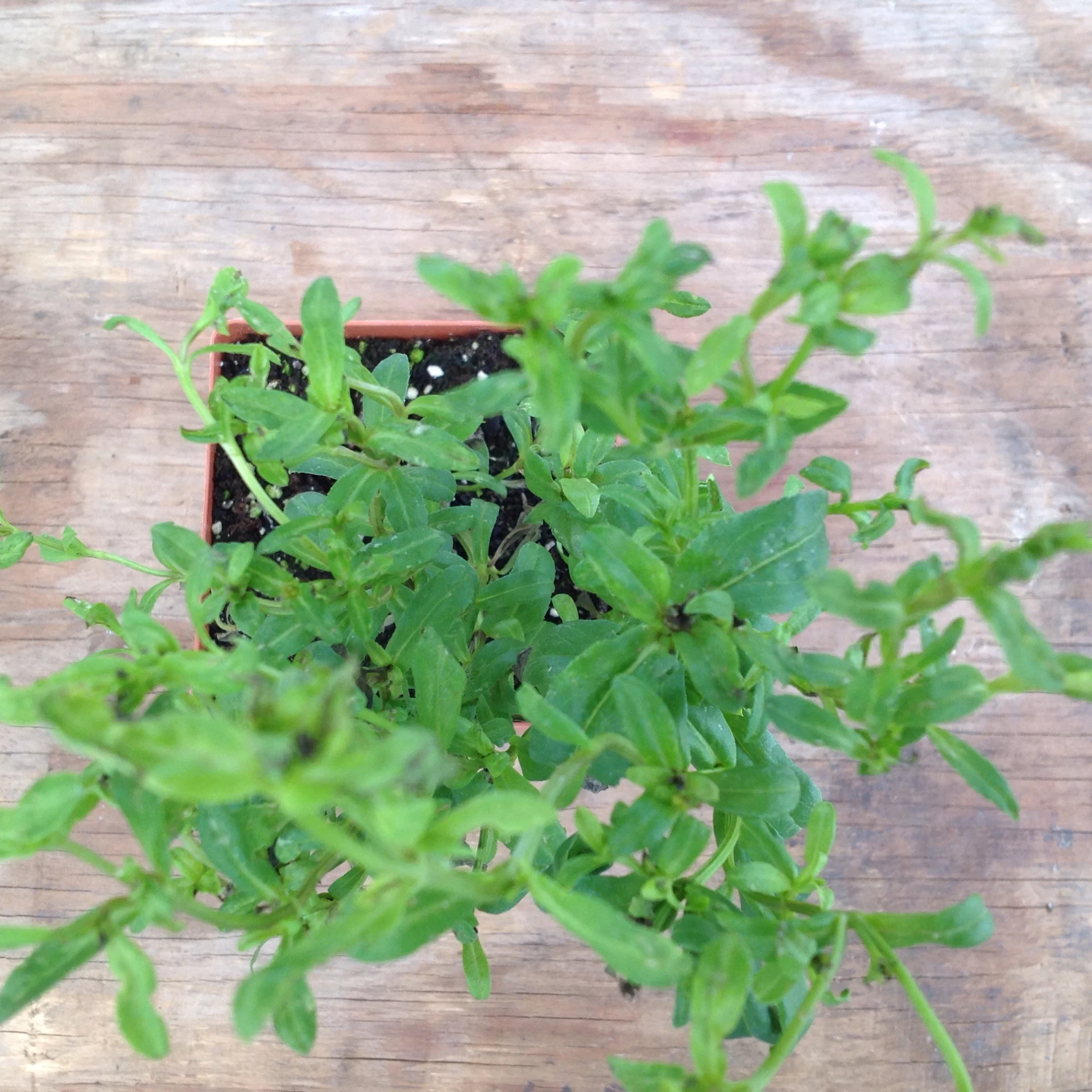 Tarragon- Mexican