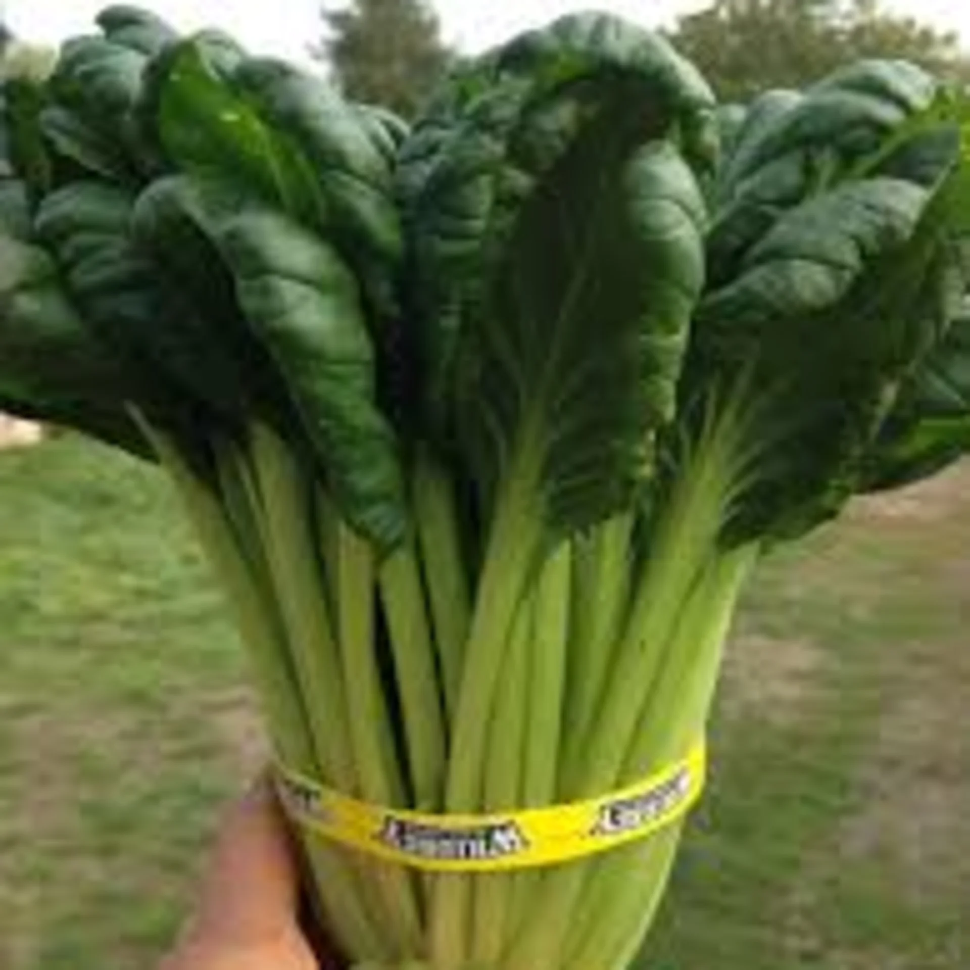 Tatsoi