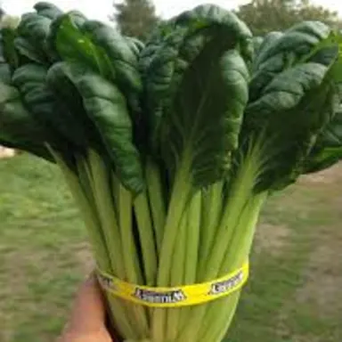 Tatsoi