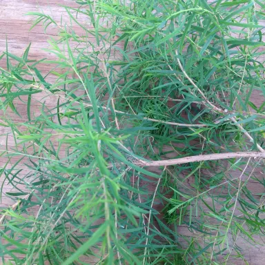 Tea Tree