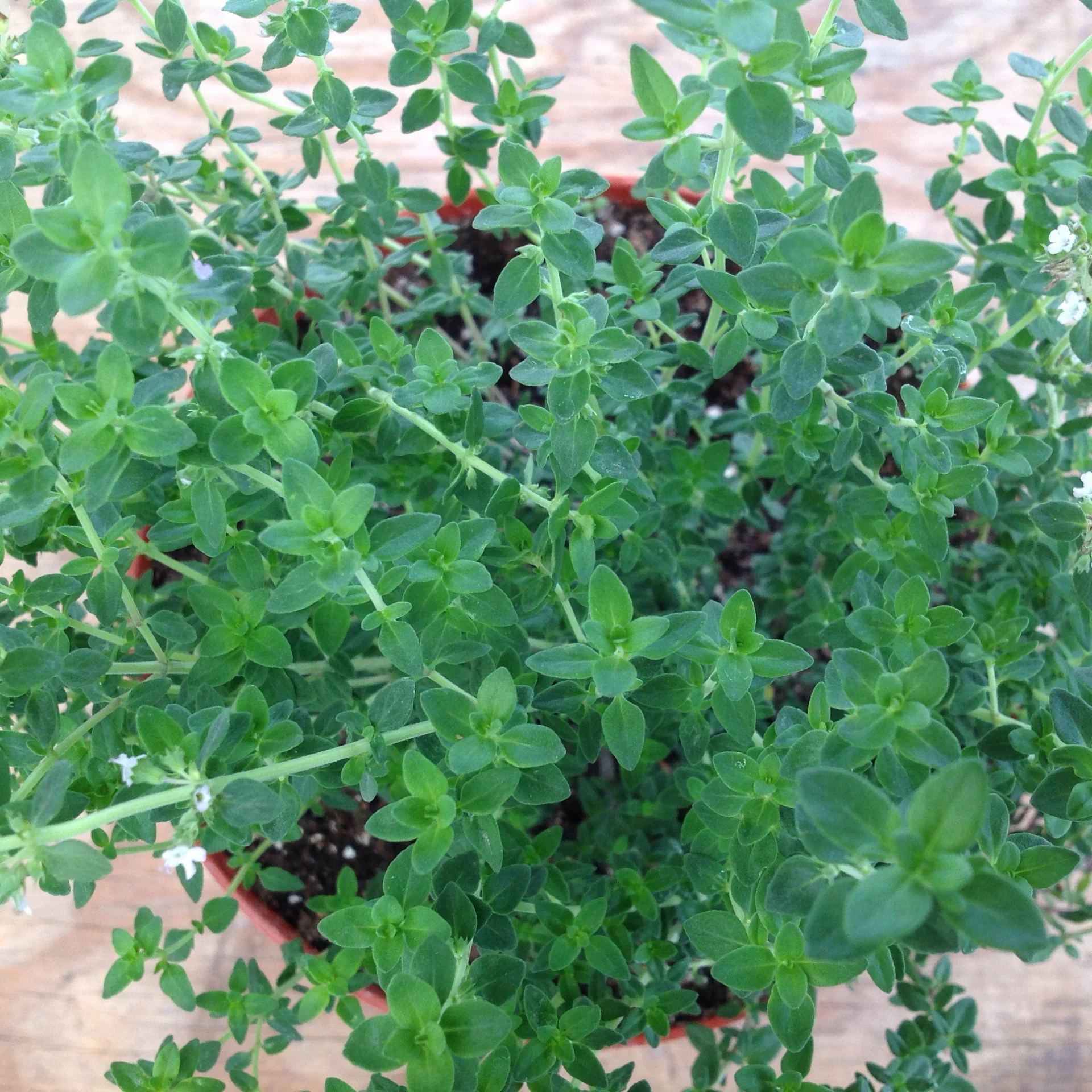 Thyme