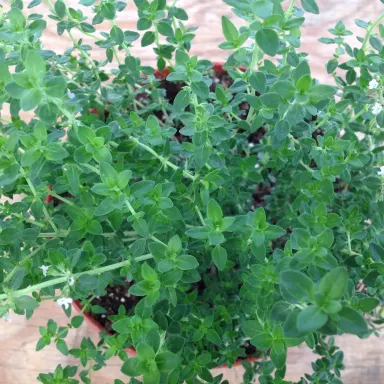 Thyme