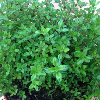Thyme- Creeping
