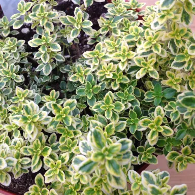 Thyme- Golden Lemon