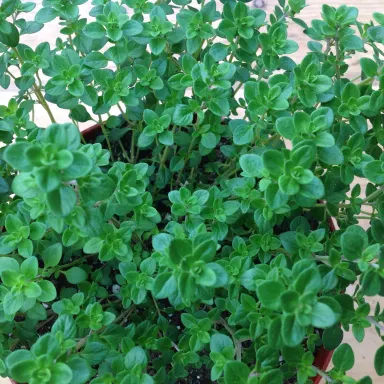 Thyme- Green Lemon