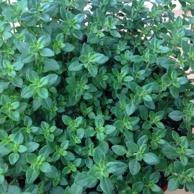 Thyme- Green Lime