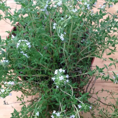 Thyme- Orange (French)