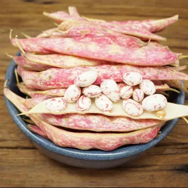 Borllotti (Cranberry) Beans