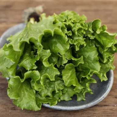 Tropicana Lettuce