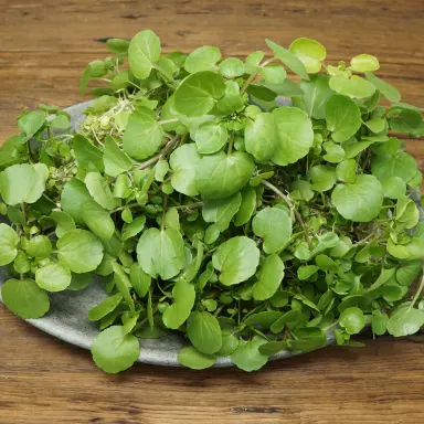 Watercress